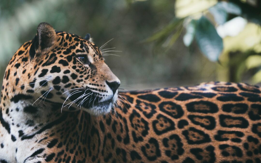 Zoo de Guadeloupe – Parc des Mamelles